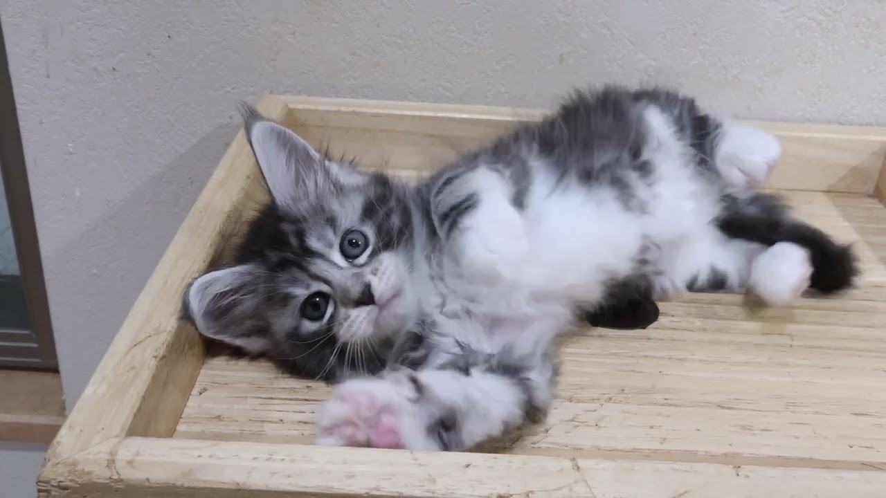 シルバーのメインクーン子猫が咲いたよ
