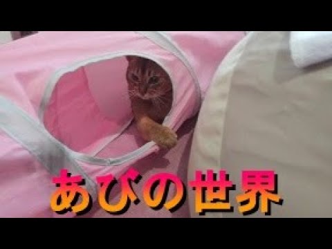 ネコ動画あび＃343　あびの毎日　アビシニアン　あび