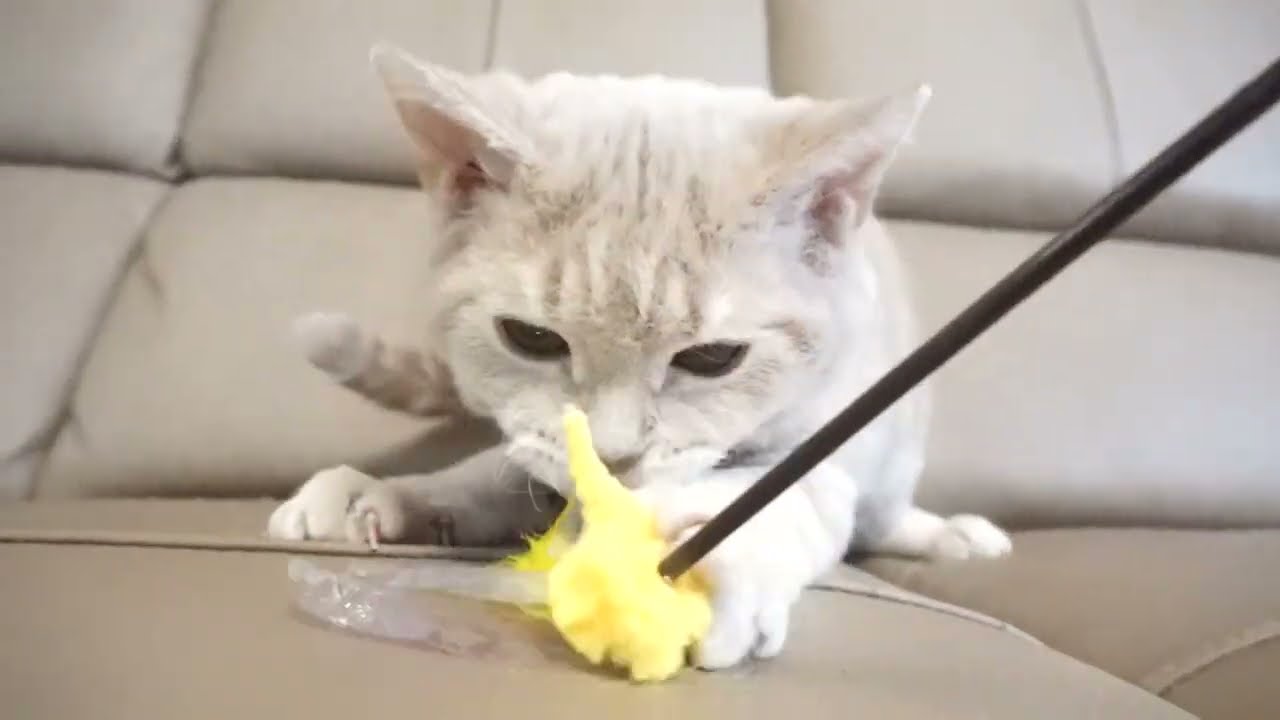 セルカークレックス子猫　2022.9.30産まれ 　クリーム　女の子　シーダキャット猫のお店　Selkirk Rex