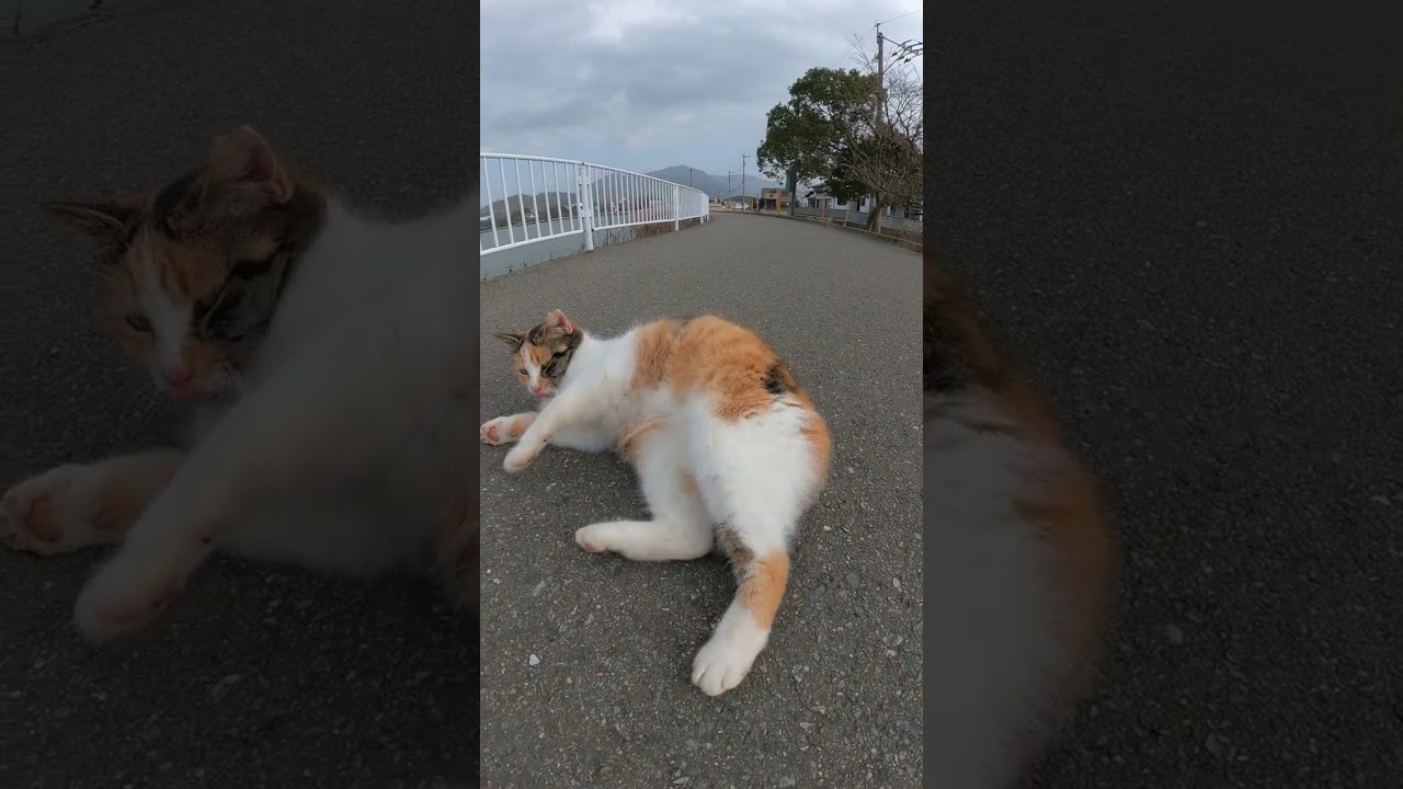 【cat】三毛猫が無防備な体勢で尻尾のお手入れをする