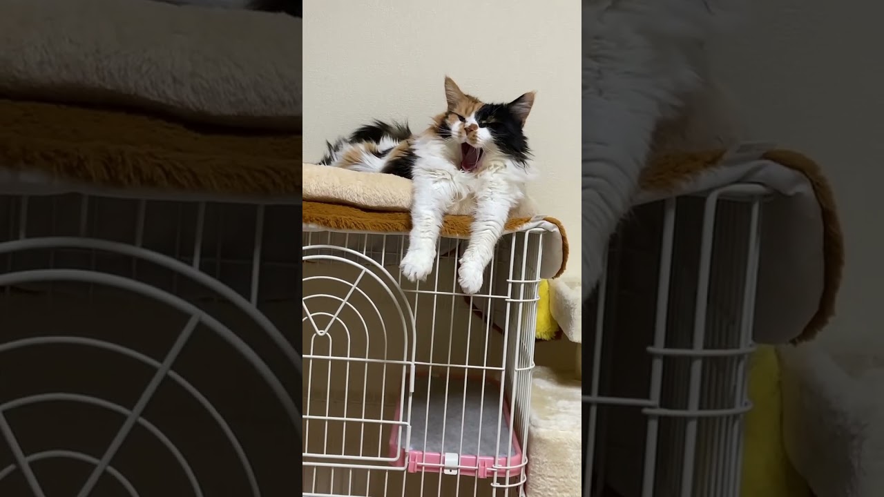 豪快な大あくびで耳がなくなるパンク🥱【メインクーン】