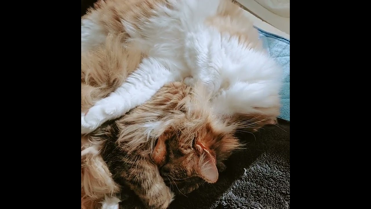 仲良くお昼寝　 #cat #ねこ #猫との生活 #サイベリアン #ラグドール #癒し猫動画