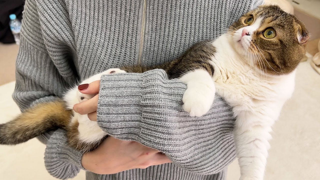 美女たちが遊びに来たらオス猫たちがとんでもないことになりました…w