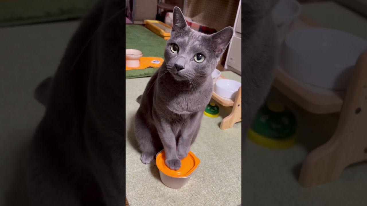 【ロシアンブルー】今朝もいつも通りすぎるめろんです😊【猫】#shorts