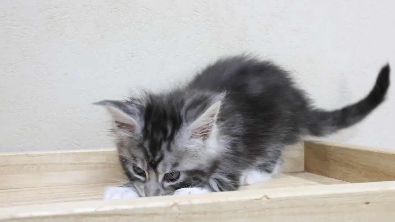 シルバーのメインクーン子猫が咲いたよ