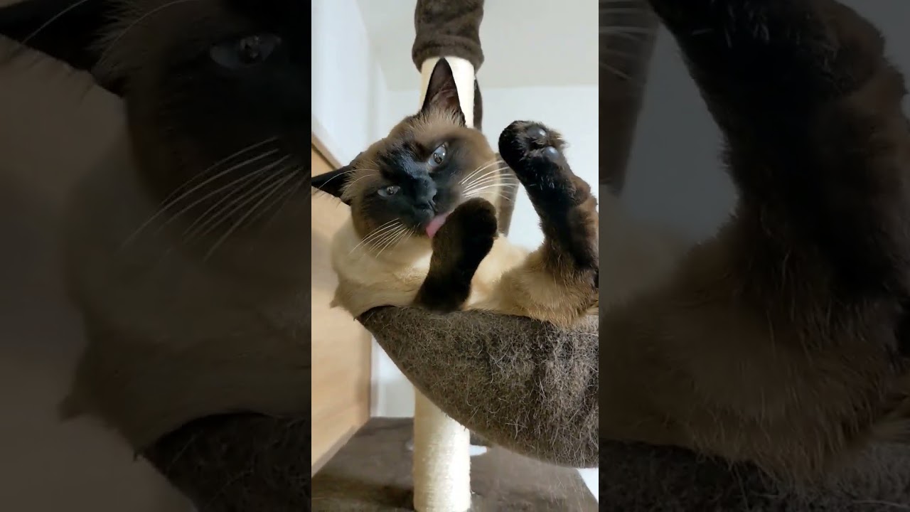 念入りなお手入れをするシャム猫がかわいい #shorts #67 #ねこのいる生活 #cat #meow