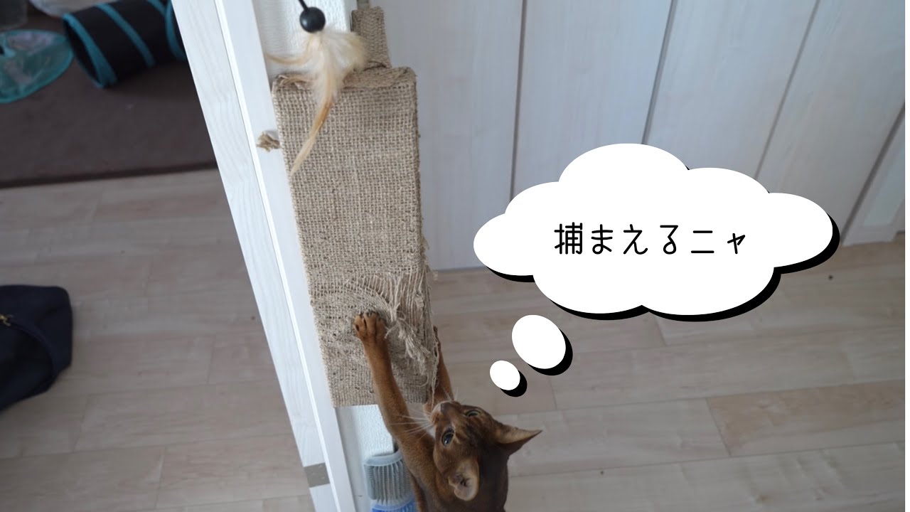 壁にジャンプするアビシニアンがお猿さんみたいでした