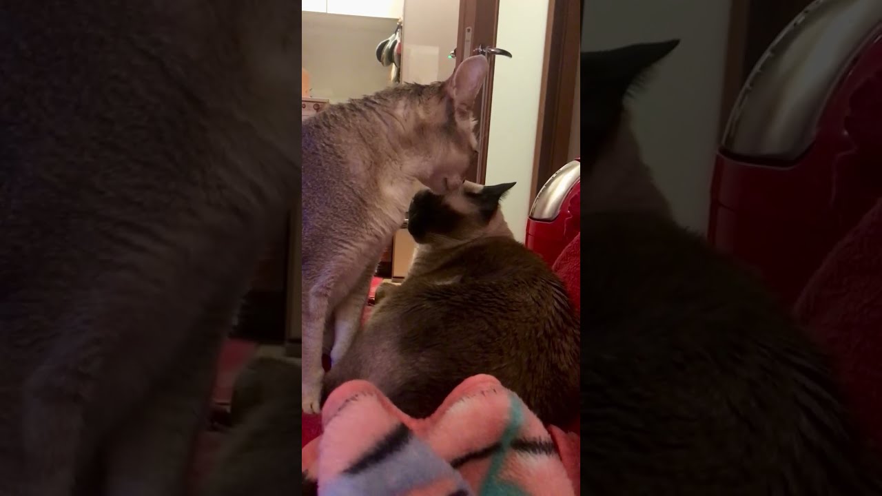 ジト～ッと にらみあいしてるシンガプーラとたぬき猫なのにゃ♪