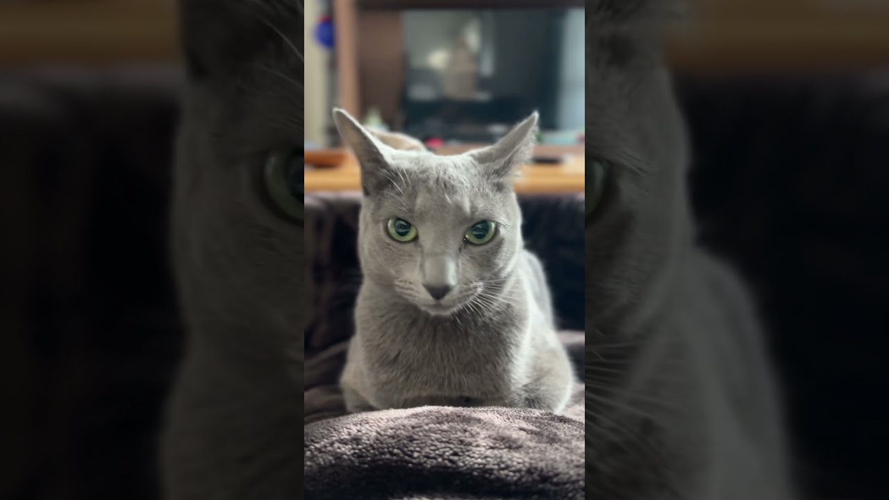 飼い主のお腹が膨らみすぎて驚く猫ふぷ君