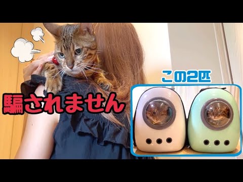 自分が病院に連れてかれるとに勘違いして家中逃げまくる猫さん