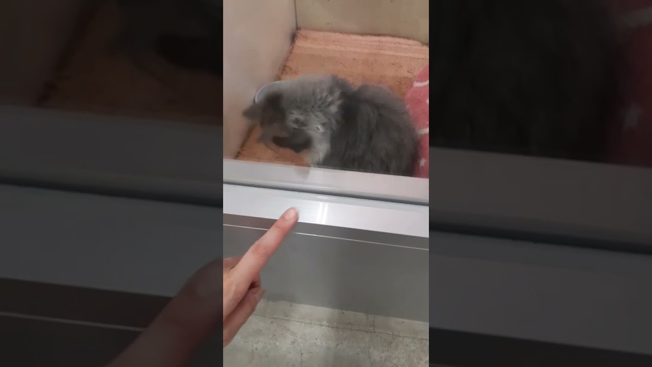 セルカークレックス