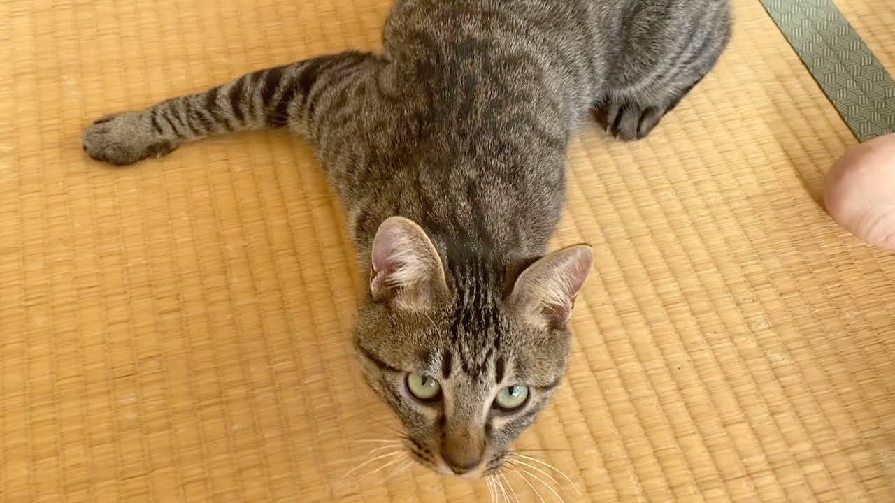 子猫を抱っこしようとしたら襲いかかってきた...