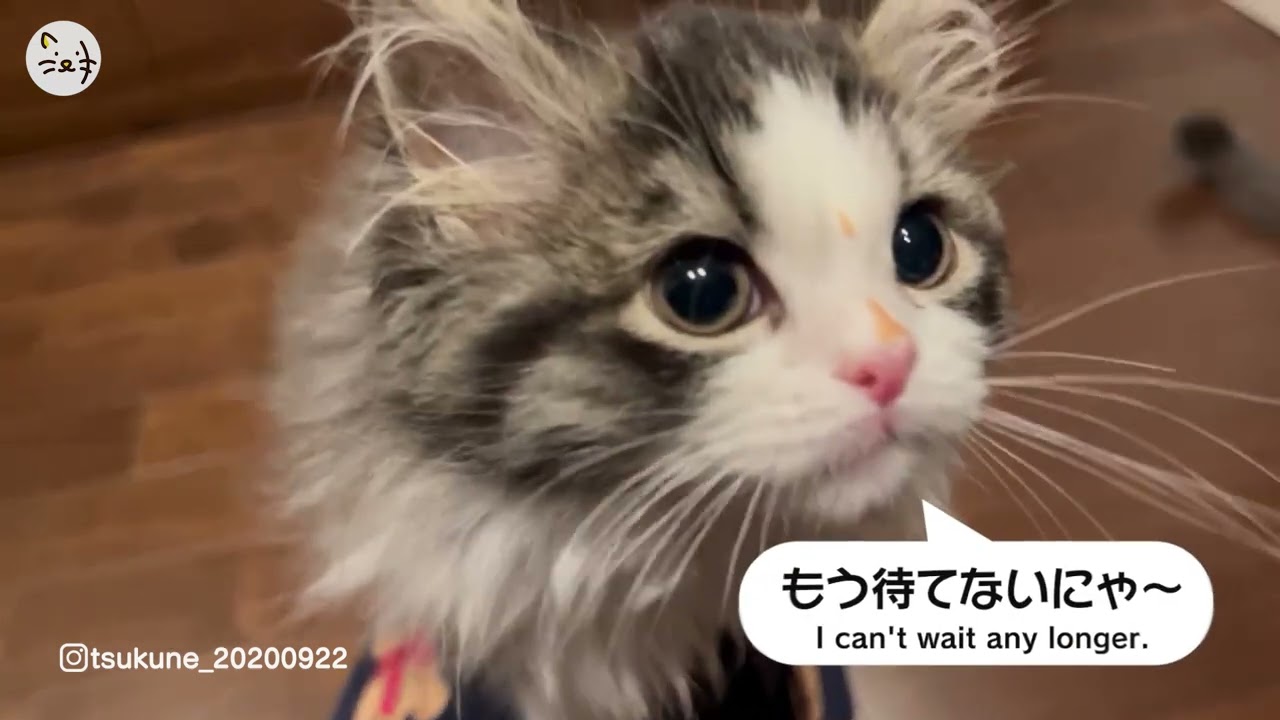 ご飯ちょうだい！サイベリアン子猫のおはぎちゃん！Please give me a meal🐈 #猫王国 #サイベリアン #子猫 #cats