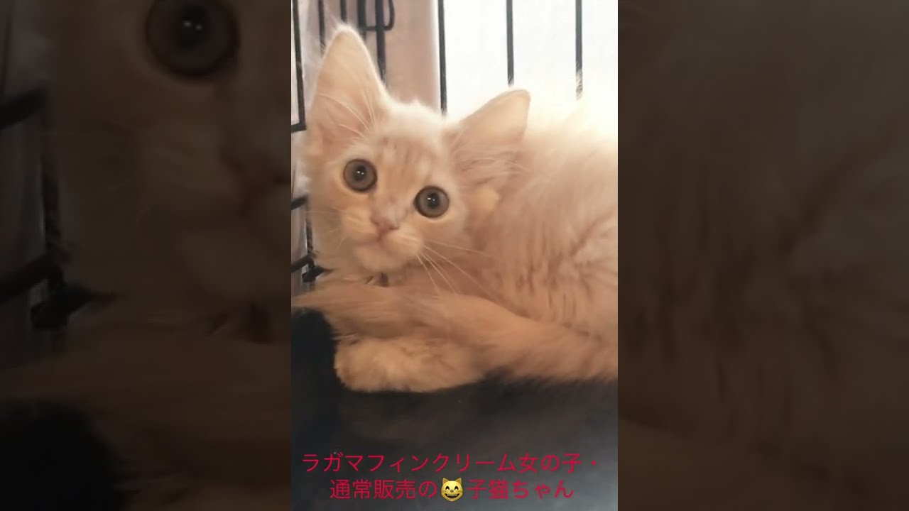 ラガマフィンクリーム女の子・通常販売