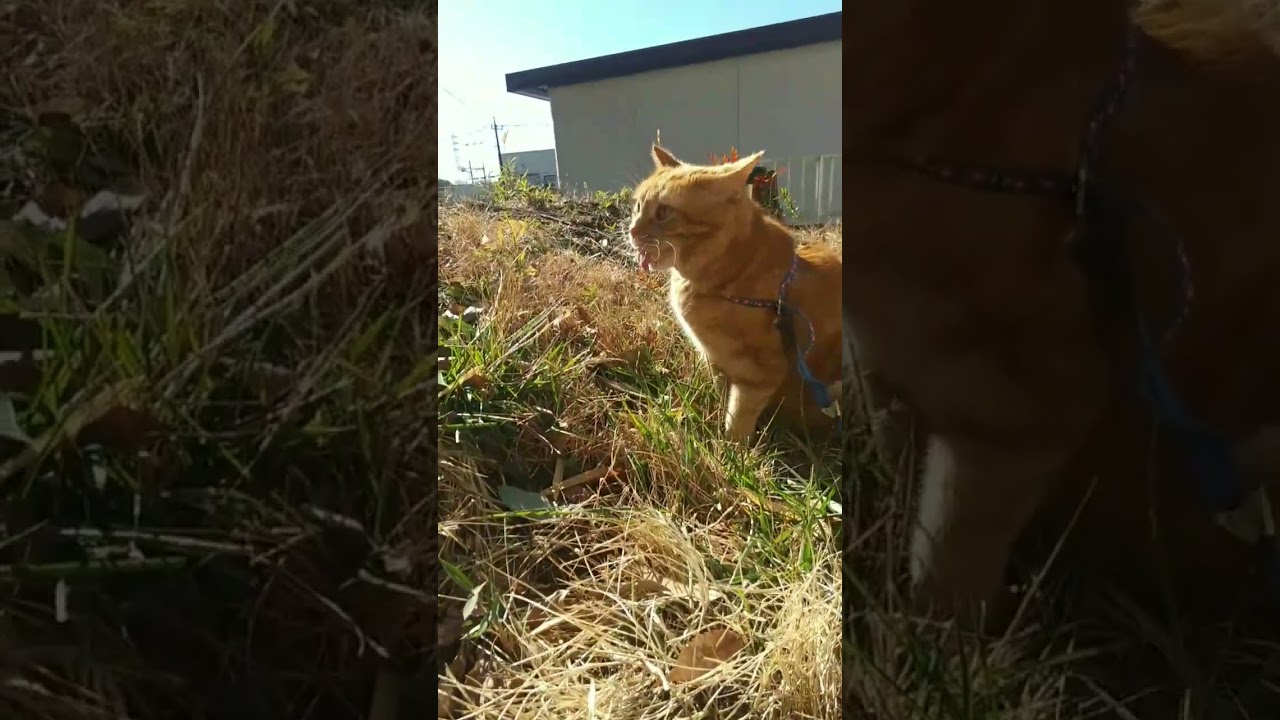 ブュッフェ 猫 れん ご機嫌 アメリカンショートヘア cat 食べ放題