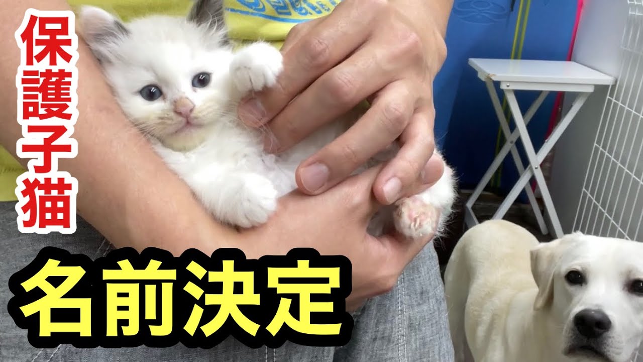 家族になる保護した子猫の名前を決めました！ラブラドールと3人暮らしスタートです