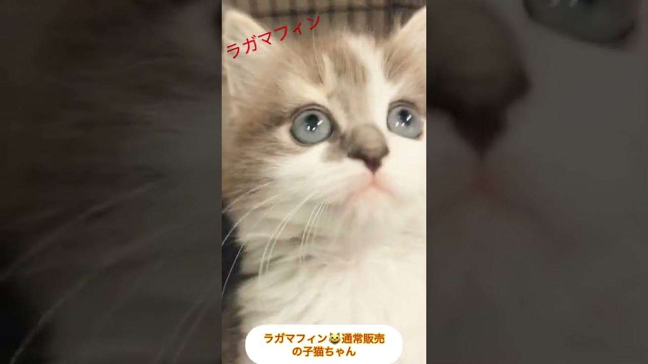 ラガマフィン😸　通常販売の子猫ちゃん
