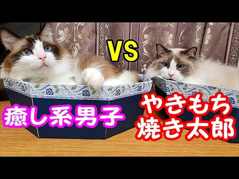 兄弟猫のドラマチックな日常 焼きもち焼き太郎３ラグドールのコハク君ハウル君 Ragdoll The Cat Kohaku&Howl