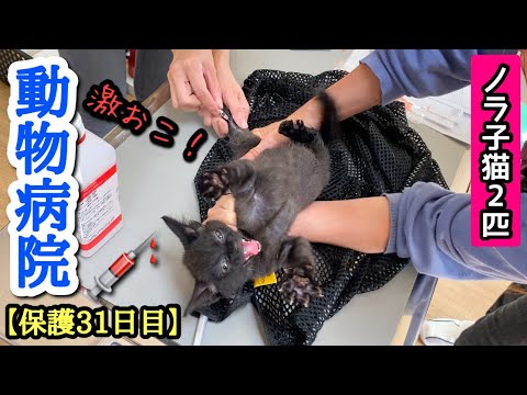 子猫2匹を動物病院に連れて来たら泣き散らかして大変ｗ【保護31日目】