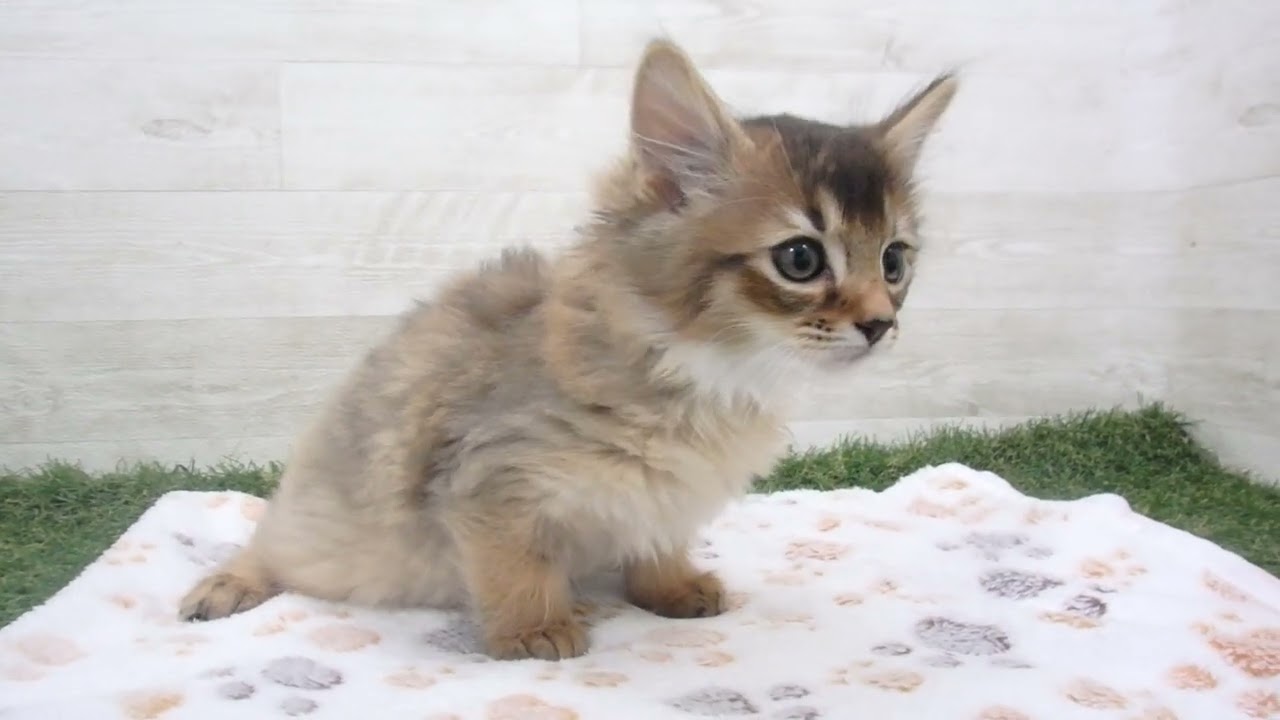 Coo&RIKU　No00615592 ソマリ