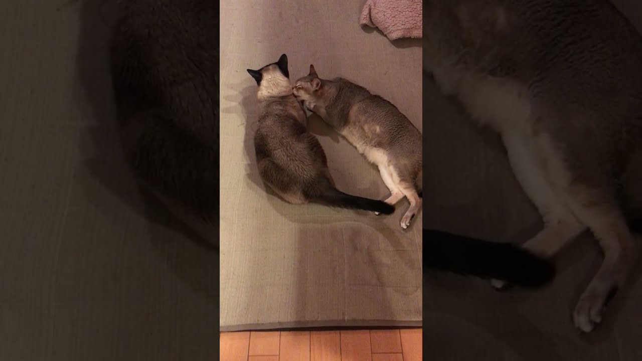 仲良しペロペロするシンガプーラとたぬき猫なのにゃ♪