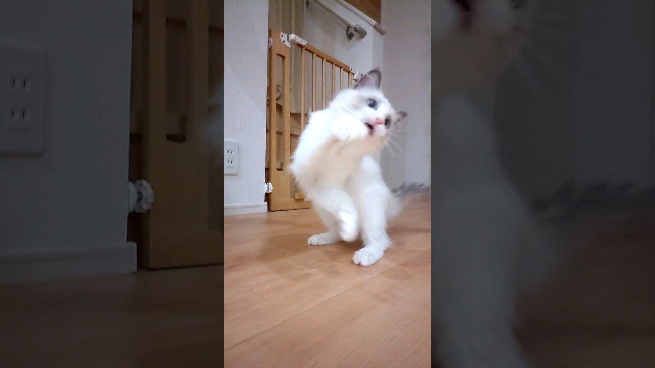 シャオル体操第一 #猫 #子猫 #ラグドール