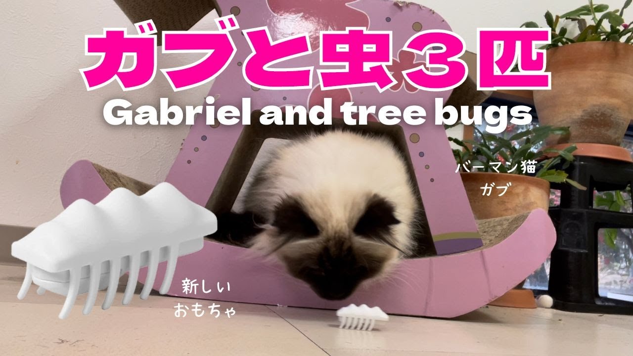 バーマン猫ガブ【ガブと虫３匹】Gabriel and three bugs（バーマン猫）Birman/Cat