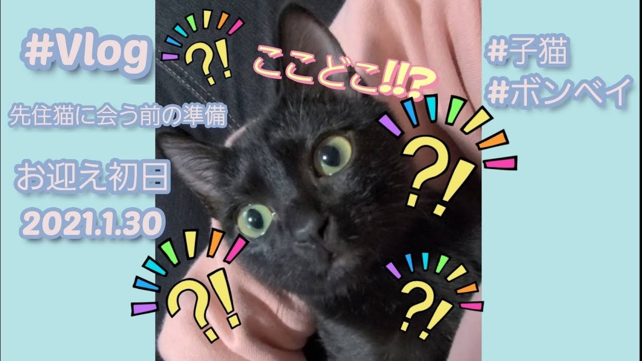 【ボンベイ】■2■お迎え初日【柊】#4