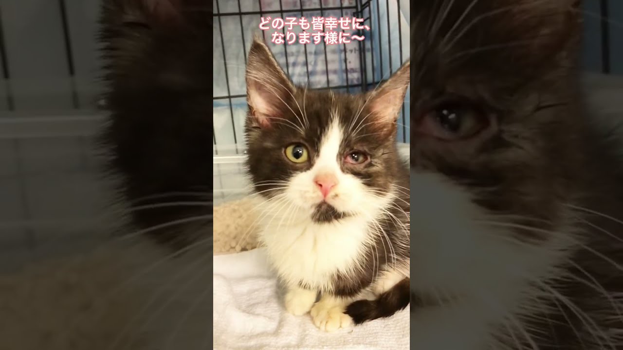 里親募集中😸子猫ちゃん🐈　マンチカンちゃん