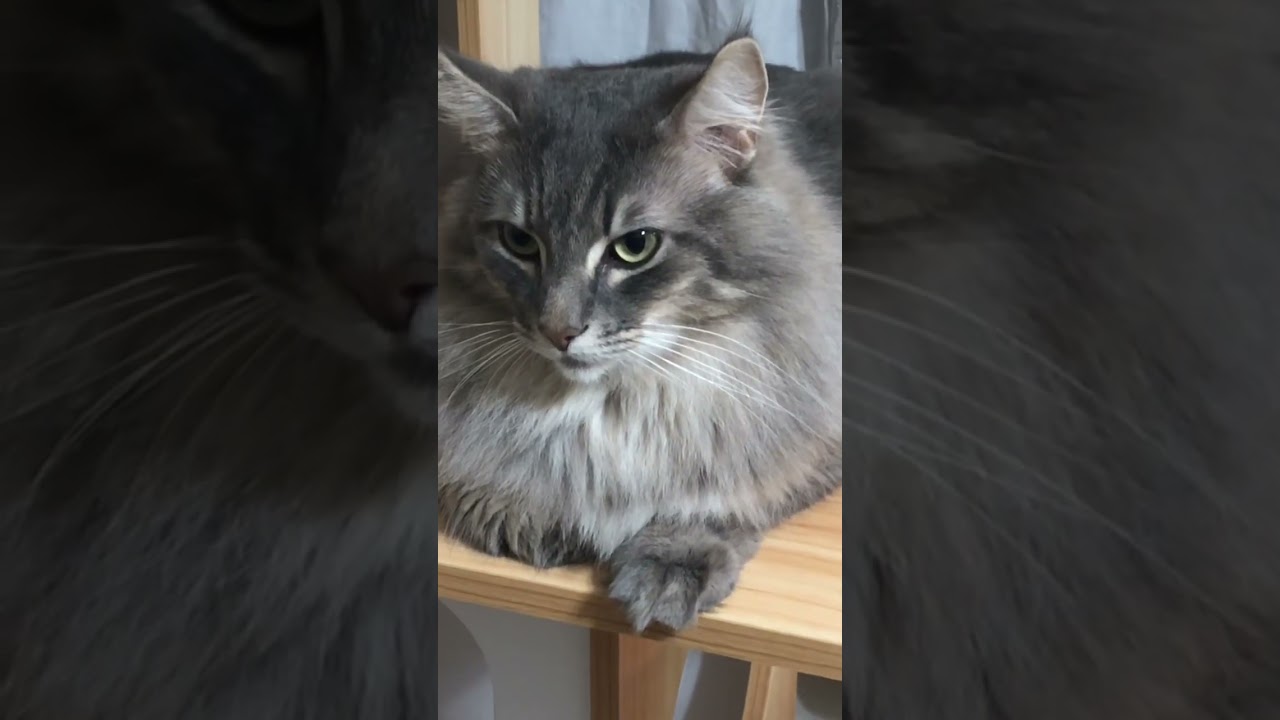 ご報告します！ #shorts #猫動画 #ノルウェージャンフォレストキャット #cat #まな猫