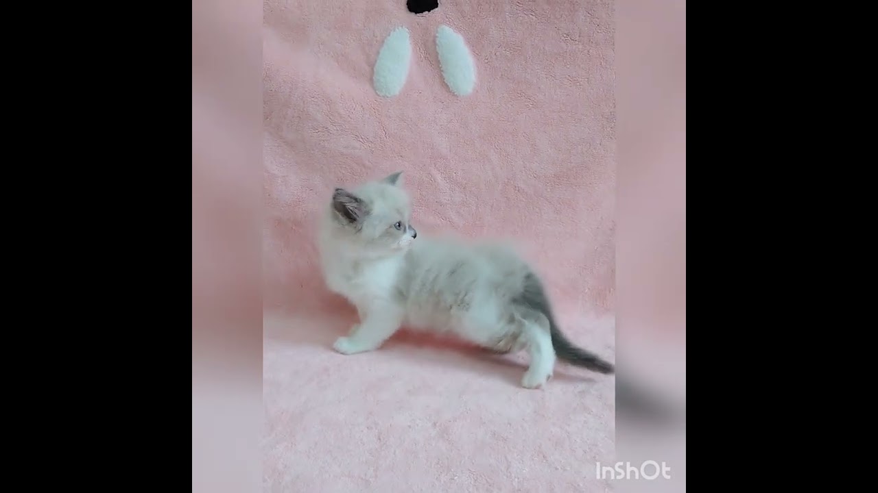 ラグドール 希少なシールポイントミテッドの女の子(*≧∀≦*)