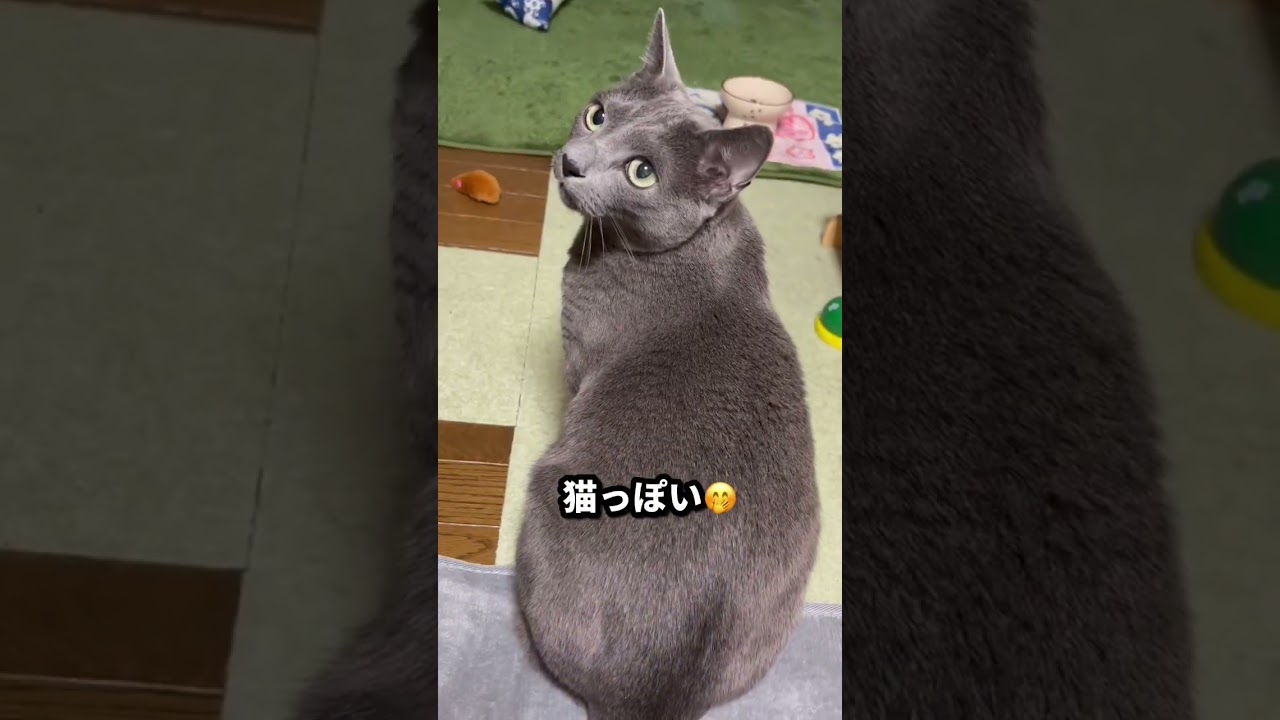 【ロシアンブルー】めろん、今朝のおねだり声全部です😊【猫】#shorts