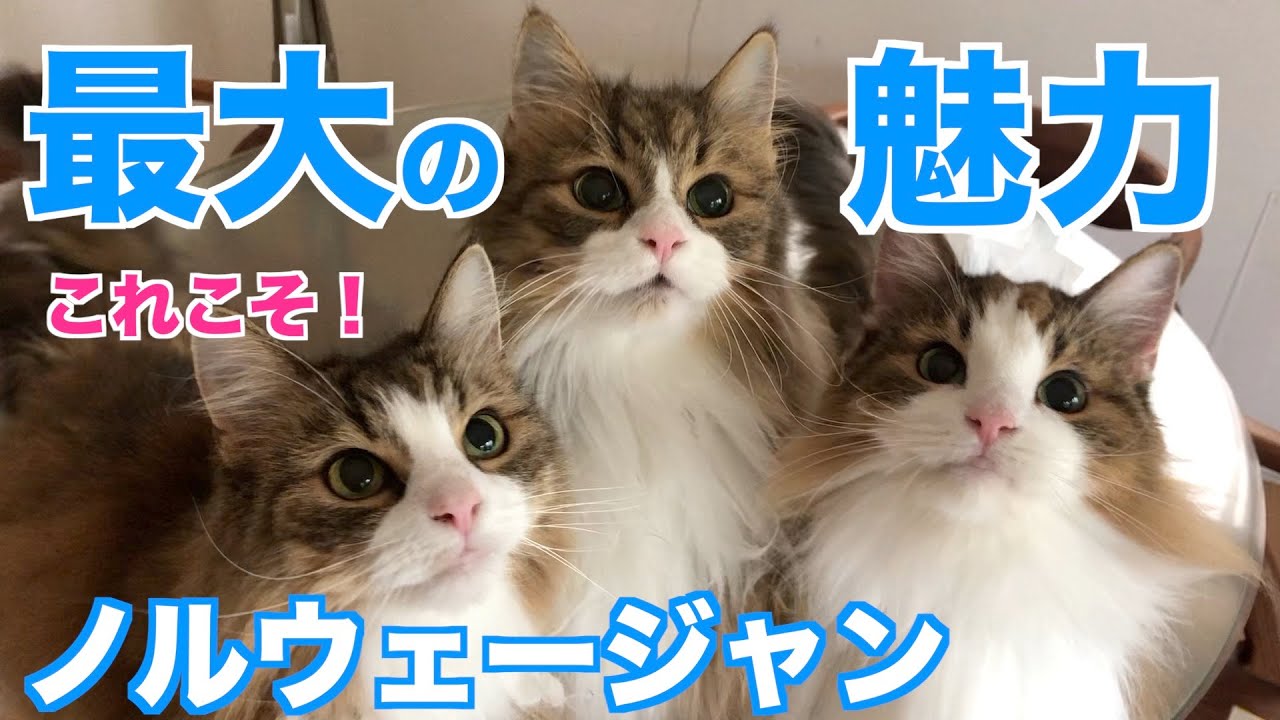 ノルウェージャンの最大の魅力★はこちら！ノルウェージャンフォレストキャット5匹と暮らす我が家の事情