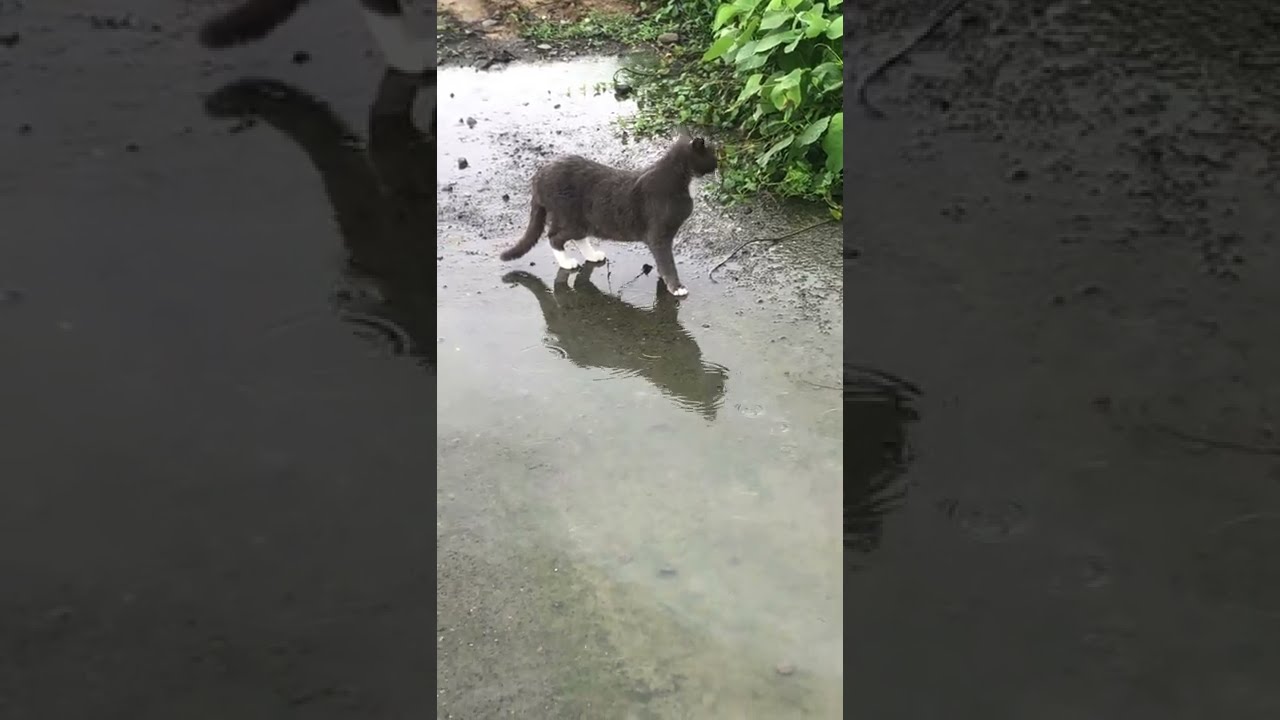 グレーネコのトム！たしかに「トムとジェリー」のトムに似てる #shorts