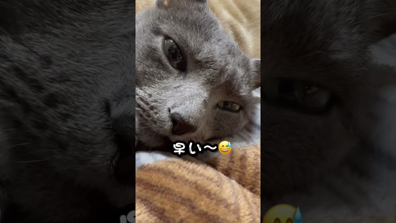 【ロシアンブルー】めろん今年も残り1週間😳【猫】#shorts