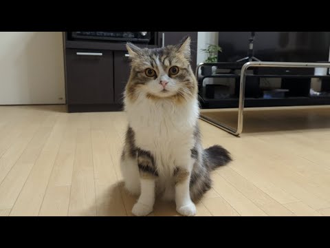 部屋中に異常音が鳴り響いたら猫がこうなりましたｗｗｗ