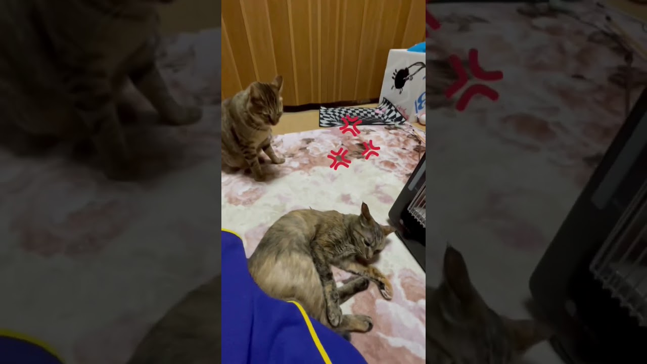 ヤハリ背中を狙うからしレンコン🐾　Japanese Cat