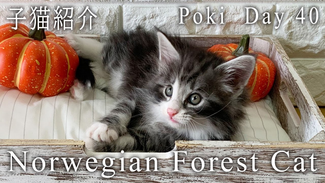 ノルウェージャンフォレストキャット 子猫 ポキ 40日目