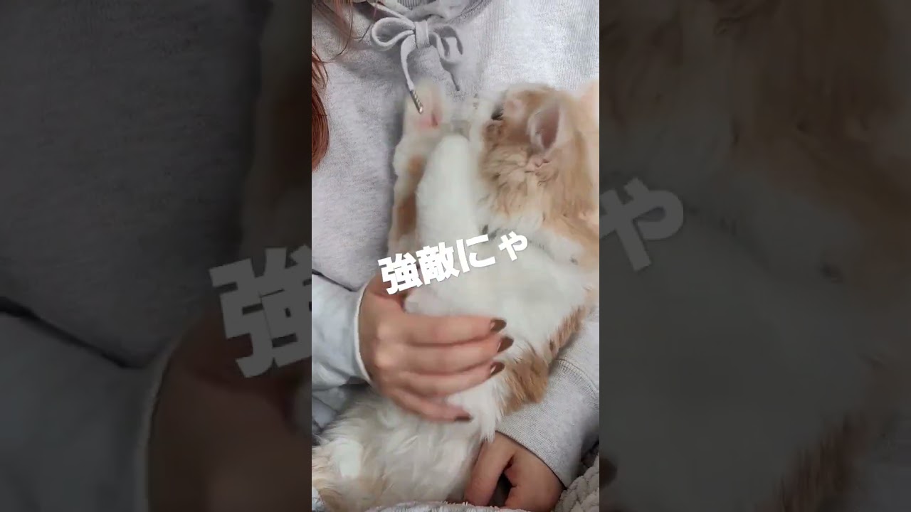 【子猫】Birthday BOYのラガマフィン#ラガマフィン #shorts #羽根は大きく#蝶蝶結び