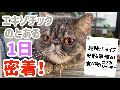 有名エキゾチックショートヘアの1日に密着してみた。