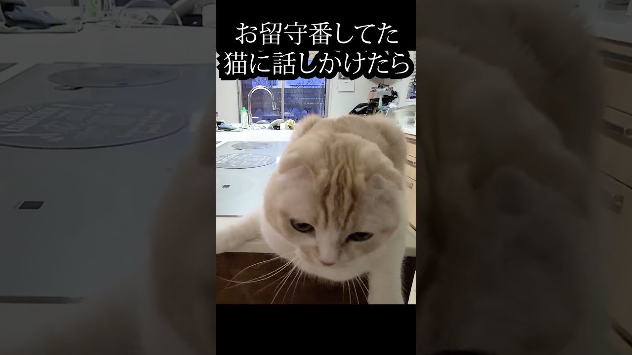 お留守番してた猫に話しかけてみたら...#shorts