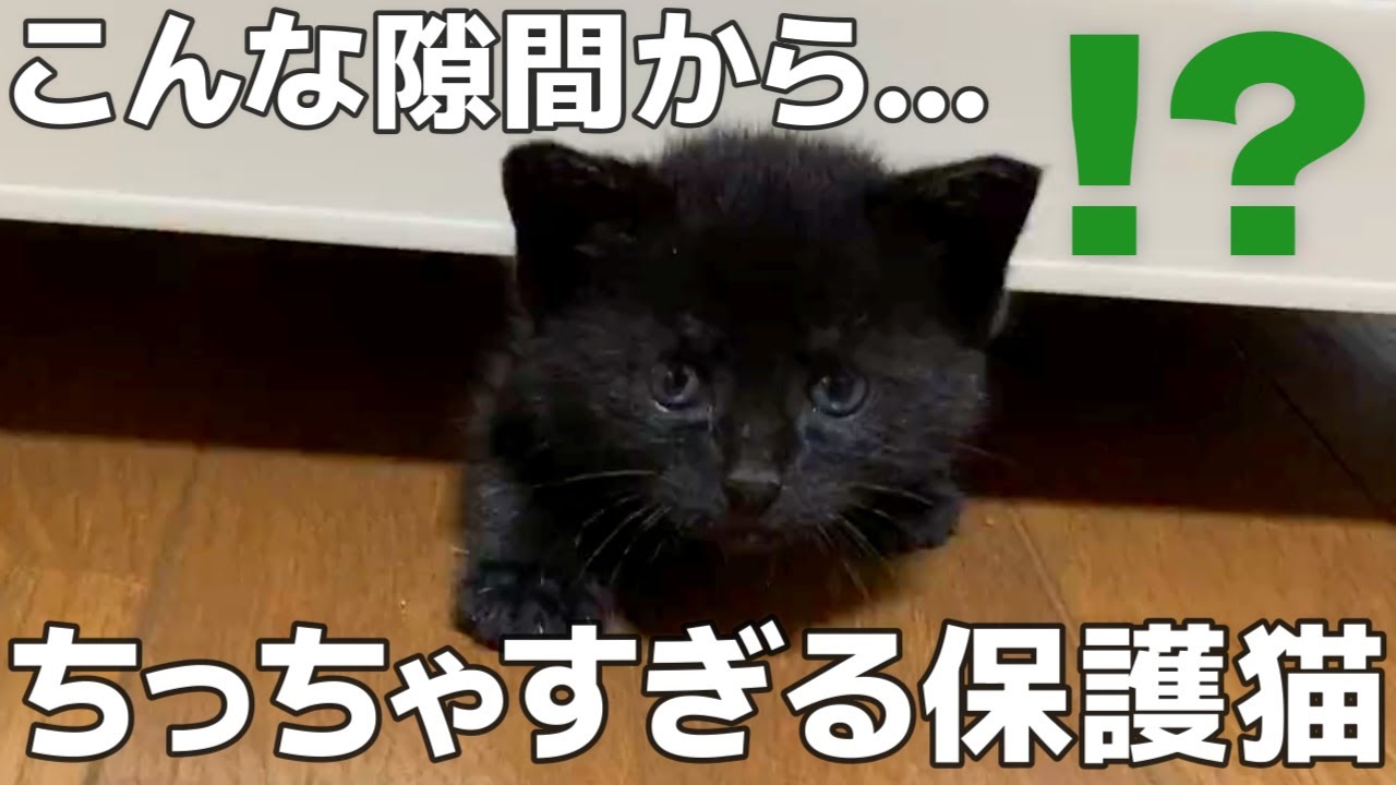 【保護猫】生後１ヶ月の子猫ってこんなに小さいの？【拾い猫】