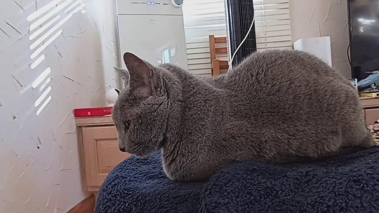 生後125日目 ロシアンブルー子猫  16歳の老猫キャビアと過ごす　My kitten's diary. Russian Blue