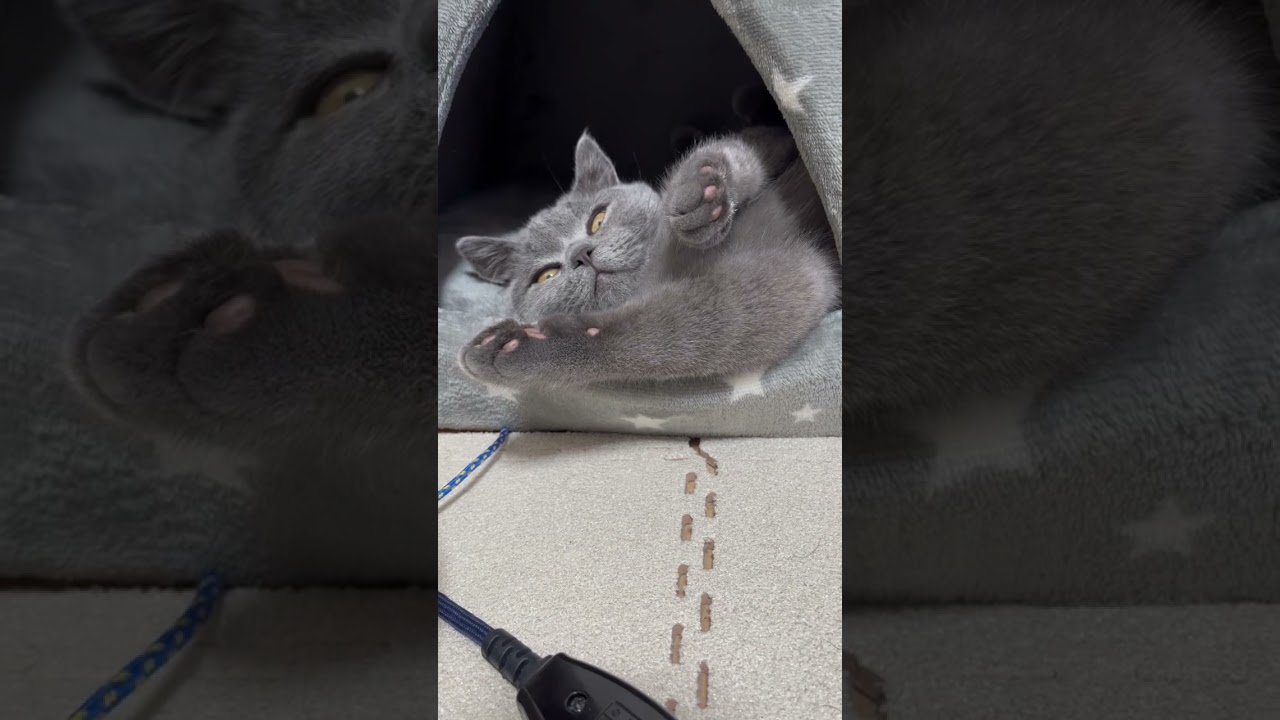 イヤだったらしい。#shorts #ねこ #猫 #ブリティッシュショートヘア
