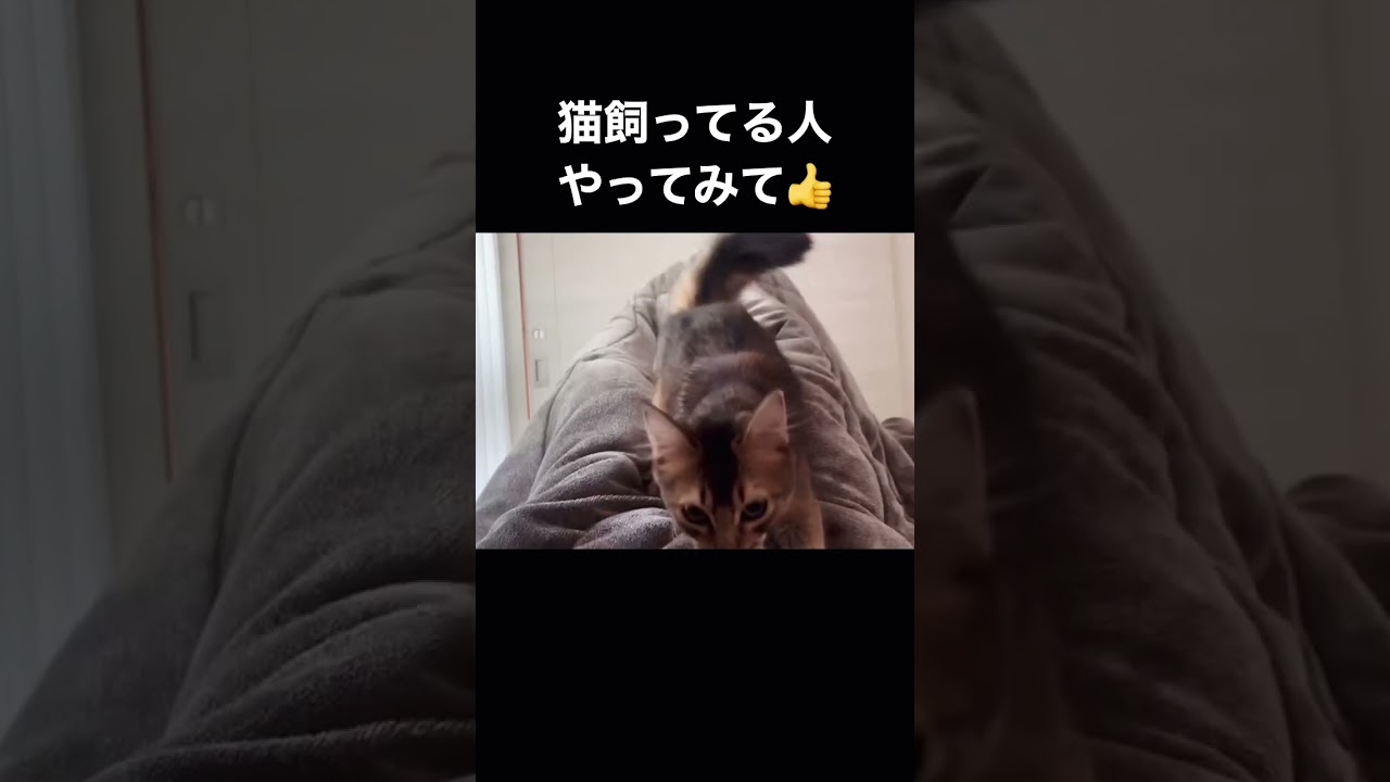 すべり台から降りてくる猫が可愛い #ソマリ #癒し猫動画  #可愛くてごめん