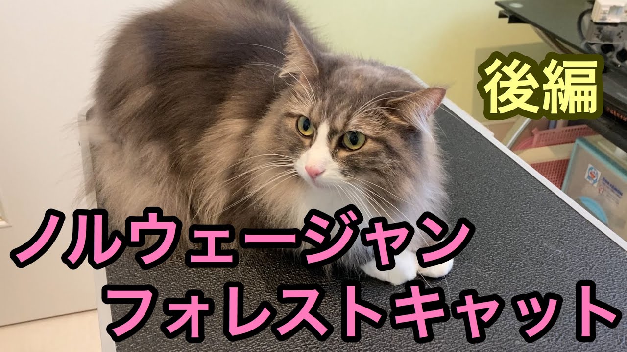 【トリミング風景】賢すぎる⁉️ノルウェージャンフォレストキャットのシャンプー🛁《後編》