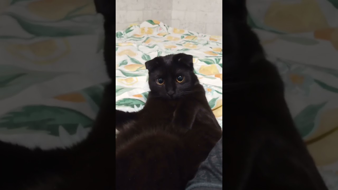 "Ты быканул или мне показалось?" #blackcat