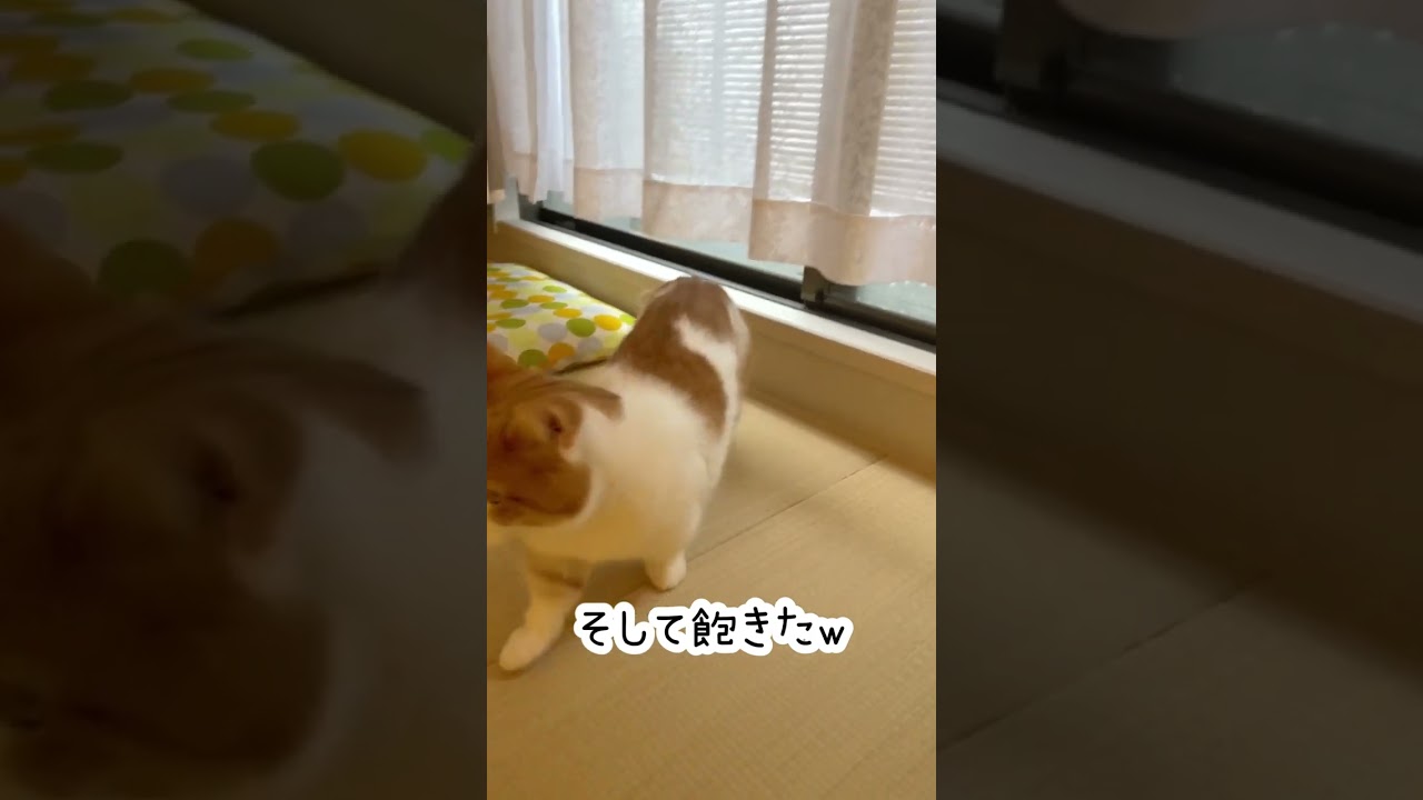 すぐに飽きるねこ【短足マンチカン】