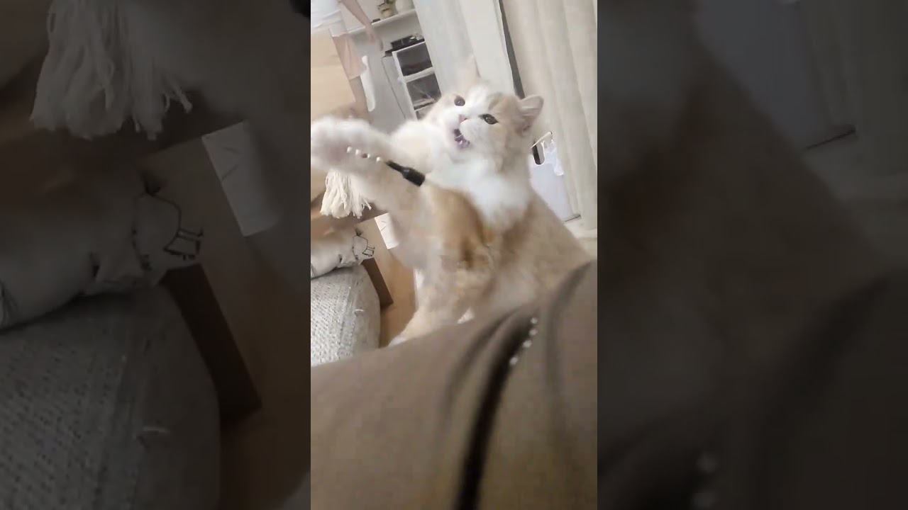 ハンターてお君のスローモーション猫パンチ　スコティッシュフォールドてお君