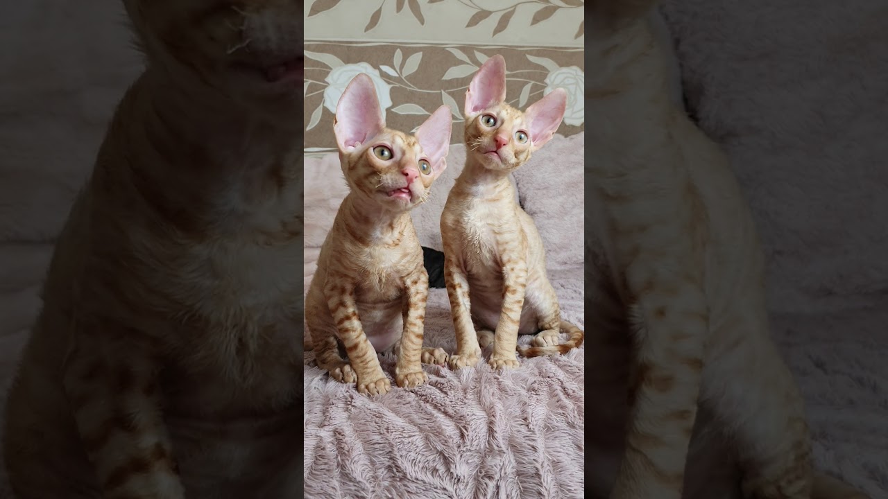 Kittens video of Cornish Rex red twins!!!
